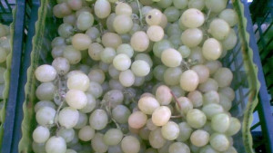 Кой унищожи лозето