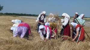 Каварна дава старт на жътвата в Добруджа