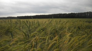 Биологичното производство у нас бележи ръст