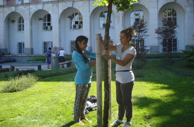Укрепват по нов начин дърветата на площада в Плевен