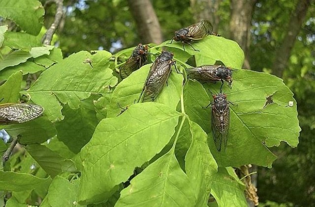 Обработиха повече от 300 дървета в Плевен срещу цикада