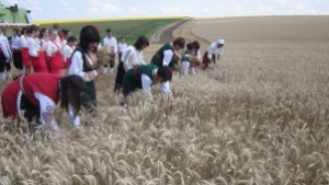 Депутати се включват в жътвата