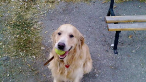 Помните ли Цезар който беше застрелян от упор Прокурор прекрати