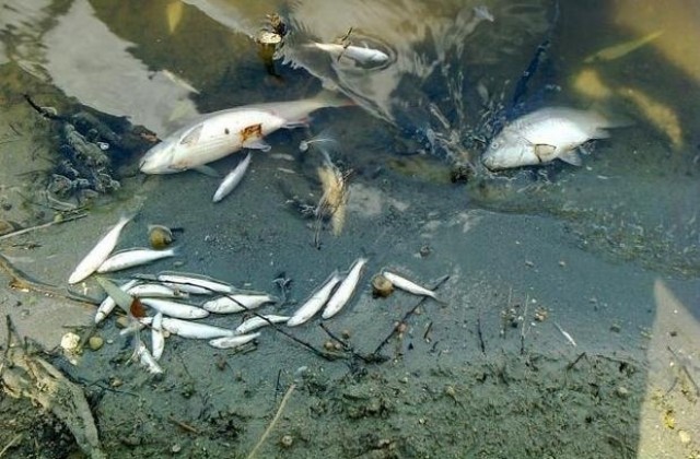 Според анализите на РИОСВ: Липсата на кислород убила рибата в р. Банска
