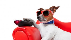 Кучетата вече ще боравят със собствено дистанционно управление