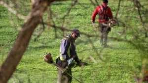 В столицата започна обработки срещу бълхи