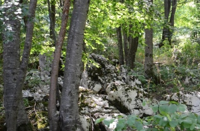 Горски служители уволнени дисциплинарно заради бракониерски лов
