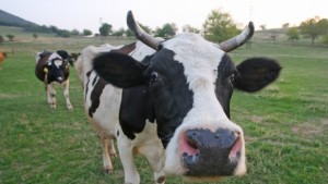 Хранителните инспектори засипани със съдебни дела след случая с антракс