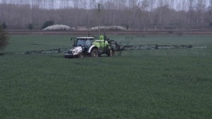 Отчитат благоприятна година за слънчогледа и царевицата в Ямболско