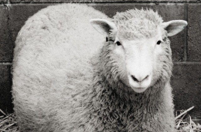 5 юли 1996-а: Роди се клонираната овца Доли
