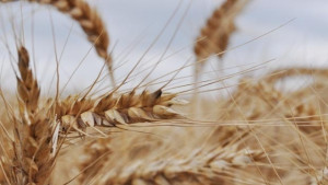 Летен Атанасовден е Жените раздават погачи за дъжд и берекет