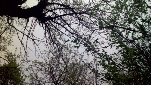 Бурен вятър в област Габрово