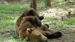 Бум на туристи в парка за танцуващи мечки край Белица