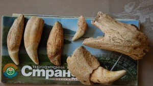 Уникална находка Откриха останки от пещерна мечка в Странджа