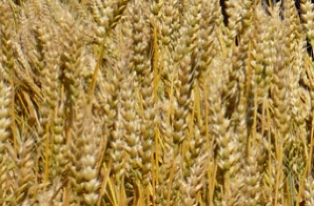 Прибраха ечемика, преполови се и жътвата на пшеница и рапица