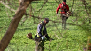 Предупреждават пчелари за пръскане с препарат край летището