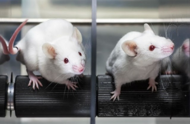Специалисти превърнаха мишки в супер следотърсачи