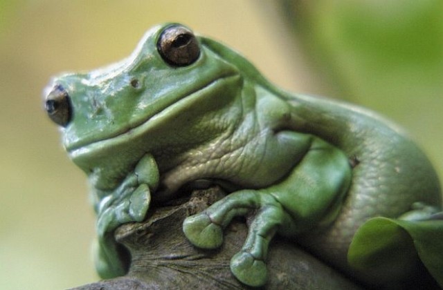 Уловен миг: Охлюв избра оригинален начин да се сприятели с жаба (СНИМКИ)