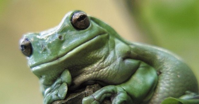 Биолози откриха непознат вид диамантена жаба в гъстите тропически гори