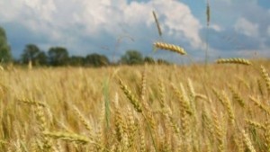 Определено е настъпването на восъчна зрялост на житните култури в