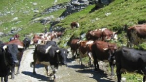 Изчезнаха 95 крави