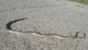 Пожарникари извадиха змия от лек автомобил в Силистра