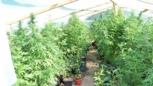 Трима варненци спипани да отглеждат канабис в шуменско село СНИМКИ