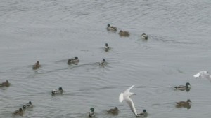 Нови обитатели в езерото до Станционната градина ще радват старозагорци