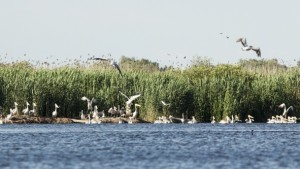 Пеликаните отлитат от Сребърна с поколение