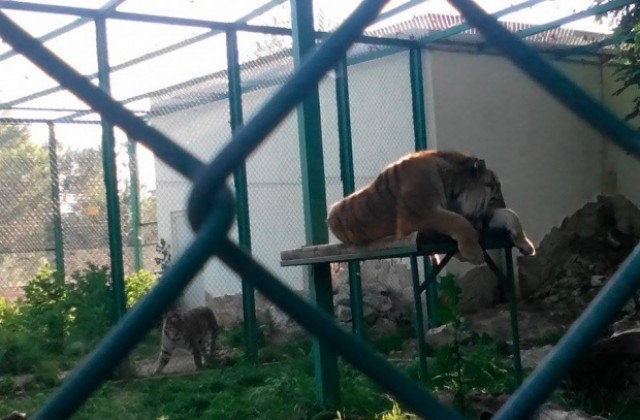 Три тигърчета се родиха в пазарджишкия зоокът