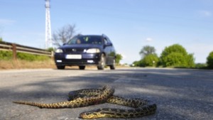 Хванаха еднометров смок в центъра на Перник