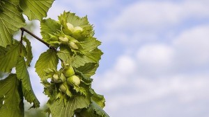 16годишен ученик развива успешен бизнес с лешници в България