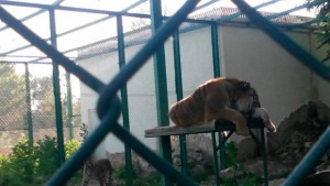 Тигърчетата в Пазарджик са 4 още не се знае полът