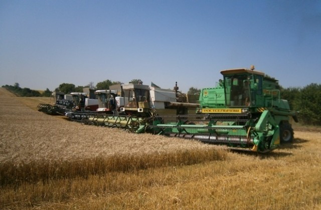 Приключи жътвата на пшеницата в три общини в  Силистренско