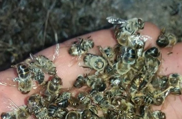 Дилемата мъртви пчели или здрави крави в Гоцеделчевско продължава
