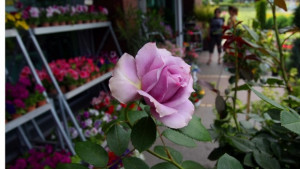 Имен ден празнуват Юлия и Юлиян