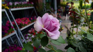 Празнуват всички с имена Юлия Юлиян Юлияна