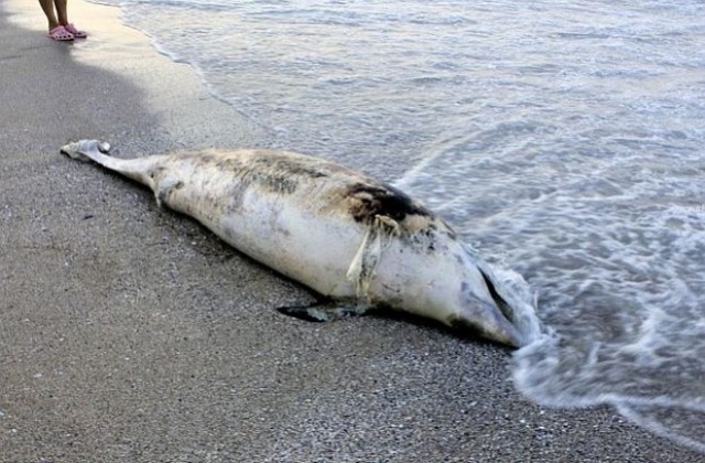 Мъртви делфинчета стреснаха туристи по Южното Черноморие