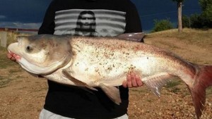 Трима кюстендилци извадиха от язовир Дренов дол 17килограмов толстолоб