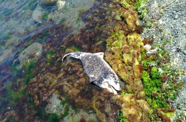 Морето изхвърли над 10 мъртви делфинчета