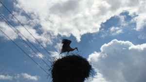 Три щъркелчета са спасени от служители на РИОСВ