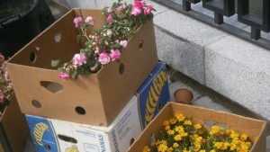 Мъж задигна 21 саксии с цветя