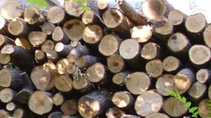 400 дървета са изсечени незаконно край Дряново