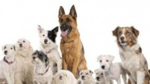 Парад на домашни кучета организират в Свищов