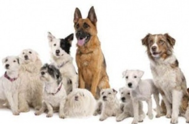 Парад на домашни кучета организират в Свищов