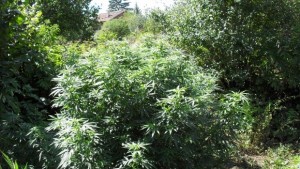 Откриха канабис отглеждан в двор в Кермен