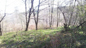 Започна изкупуване на малки частни гори