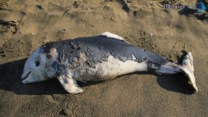 Забраняват риболова в зони с популация на делфини