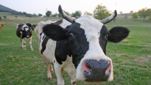 Съмнения за антракс по говедата в силистренската община Ситово