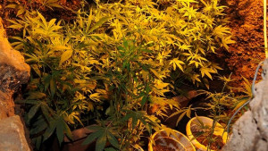 Разкриха помещение приспособено за отглеждане на канабис